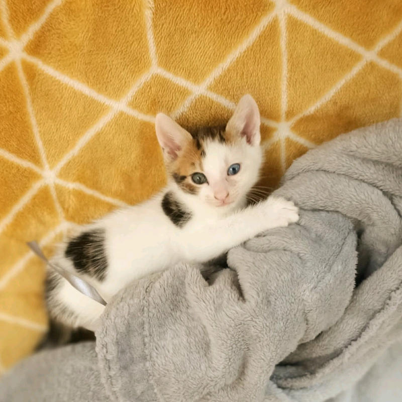 6 week old kittens for sale near me